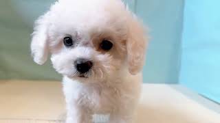 ビションフリーゼの動画01