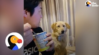Funny Dog Wants Dad's Food But Is Too Shy To Ask | The Dodo