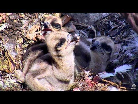 Brunch for the chicks at Hog Island Ospreys. 09.43 / 09 June 2018