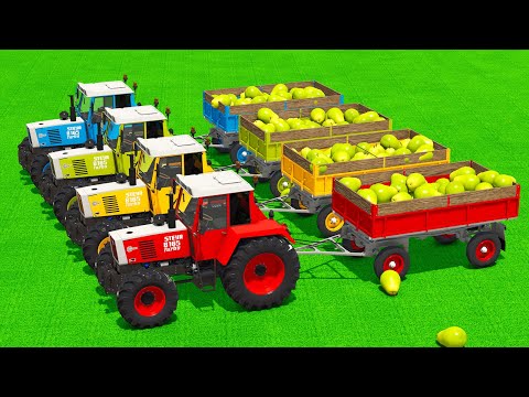 LOAD AND TRANSPORT PEARS WITH STEYR TRACTORS & CLAAS LOADERS - Farming Simulator 25