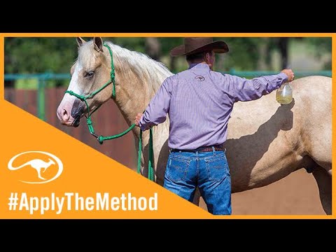 Introducing Fly Spray to Your Horse