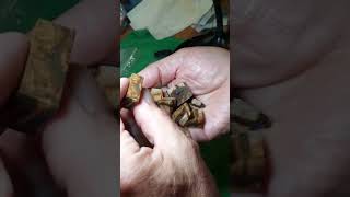 Download lagu Super tricky boulder opal just sliced up by Pete ! mp3 Download lagu Super tricky boulder opal just sliced up by Pete ! mp3