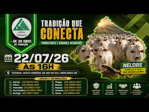 🔥 AO VIVO: LEILÕES TRIANGULO :: 22/07/26 - UBERLANDIA MG