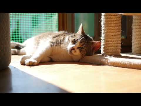 #1 trending #angryMasterji #bhuvanbam #bbkivines #cat ka anokha comedy #quiet cat video #bhai