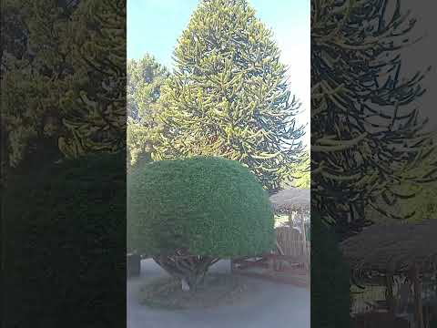 Futaleufu (región de Los Lagos)