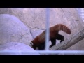 Red Panda Walk