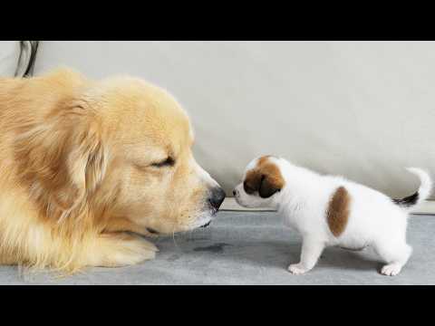 YouTube 썸네일