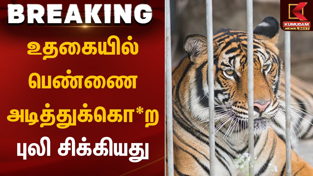 உதகையில் பெண்ணை அடித்துக்கொ*ற புலி சிக்கியது | Ooty | Tiger Trapped | Kumudam News