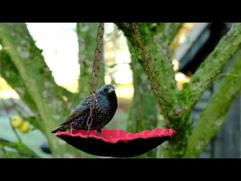download lagu mp3 mp4 Poppy Bird Feeder, download lagu Poppy Bird Feeder gratis, unduh video klip Poppy Bird Feeder