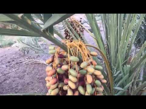 أثر التخفيف على جودة التمور-م منصور المحمدي-Fruits thinning effects on dates- www.ajwafarmsa.com