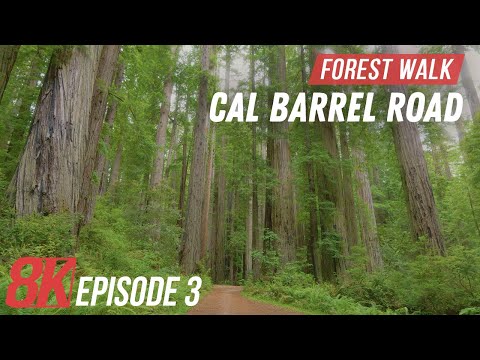 Redwood Forest Walk, California | 8K HDR Cal Barrel Road Virtual Hike + Real Nature Sounds - Part 3