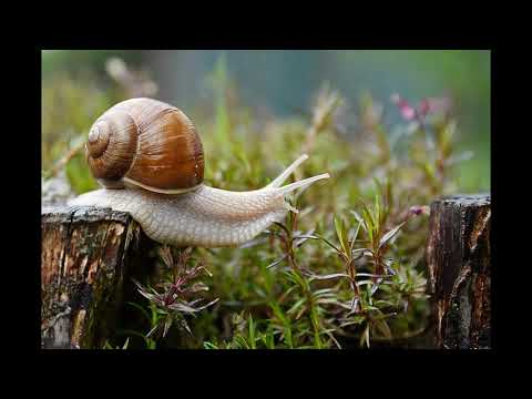CRAIG MACARTHUR - Potato Deal