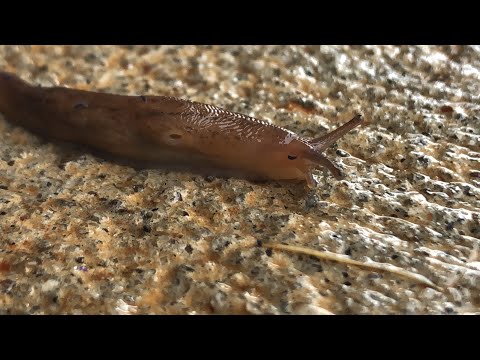 12 Fun Facts about Slugs | Kindergarten Science