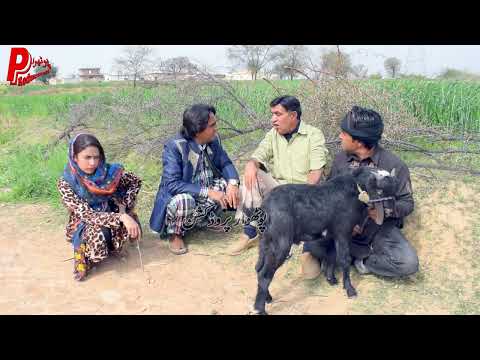 Boli Bakrotay ni - Pothwari Drama 2022 - Hameed Babar Ramzani - Full Comedy skit - Pakistani Drama