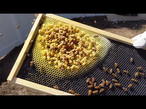 Shaking out the hive