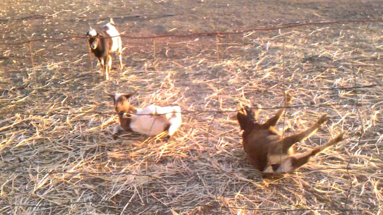 Funny as hell... Our new Fainting Goats!