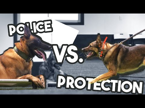 Police K9 vs  Protection Dogs