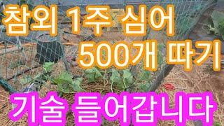 참외 1주 심어 500개 따기 기술  들어갑니다~참외순치는법