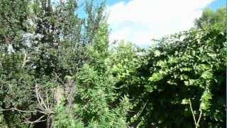 7ft Dr. Grinspoon Plant: 2011 Weed Odyssey