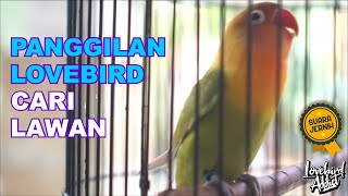 Download lagu Pancingan Lovebird Ngetik Ngekek Dan Memanggil Lawan Lovebird Bahan Cepat Nyaut Dan Ngkek Emosi mp3 Download lagu Pancingan Lovebird Ngetik Ngekek Dan Memanggil Lawan Lovebird Bahan Cepat Nyaut Dan Ngkek Emosi mp3