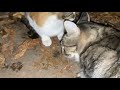 Two Hungry Cats Tricolor Cat And Gray Tabby Cat We Fed Cat