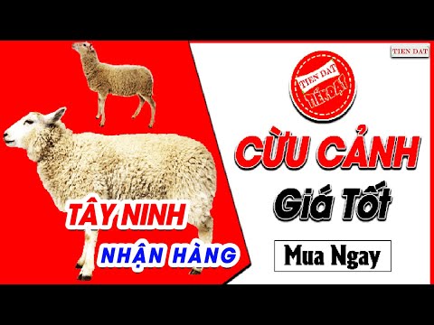 , title : 'Cừu cảnh giá tốt - Chuyên Bán cừu làm giống giá mềm đến Tây Ninh'