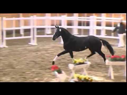 Dressurnachwuchs von Stoiber SN - Donnerhall