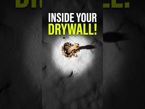Caught on Camera: Live Termite Breaking Through Drywall! 🪵👀 - Pest Control Service Videos