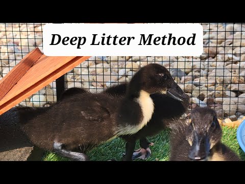 Keeping The Duck Run Clean 101 - Deep Litter Method Crash Course