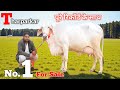 No 1 Tharparkar Cow Pure Breed Cow Available For Sale Full Record Champion Tharparkar Pure