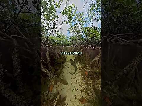 Rare Lemon Shark Found in Florida