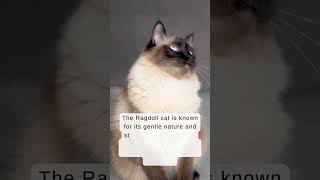 Rag Doll cat - #ragdoll #ragdollcat #ragdollworld