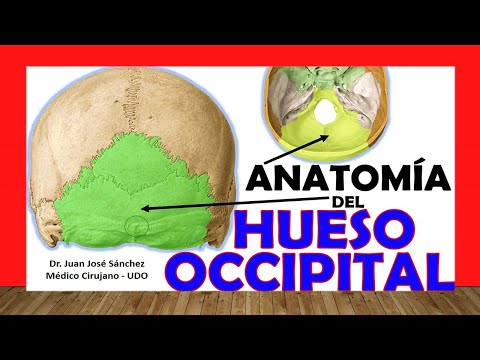 🥇 OCCIPITAL BONE, Anatomy. Easy, Fast and Simple
