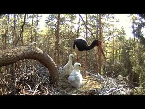 2016 06 03 08h005m must toonekurg female threw the egg out of the nest