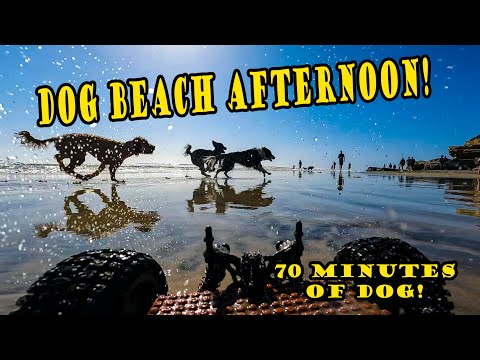 DOG BEACH MUTT MANIA! 🌴 Dog Beach San Diego with dog chases in sand and water!  [EXTENDED CUT]