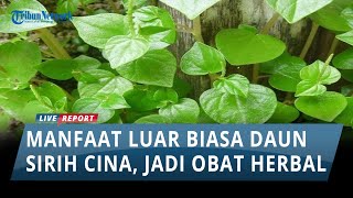 Download lagu Manfaat Luar Biasa Daun Sirih Cina, Sering Dijadikan Obat Herbal untuk Kesehatan mp3 Download lagu Manfaat Luar Biasa Daun Sirih Cina, Sering Dijadikan Obat Herbal untuk Kesehatan mp3