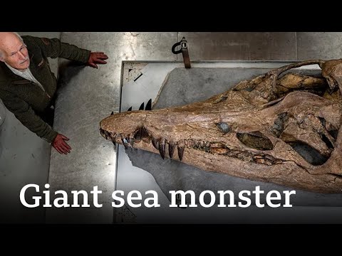 150 Million years old Pliosaur Fossils found