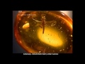 Documentary Nature - The Amber Time Machine