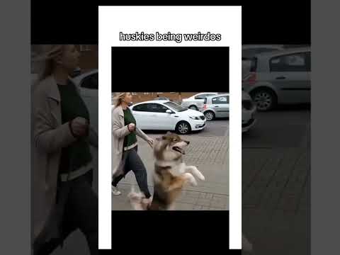 Funny and cute dogs compilation#funnydogs#cute#doglover#doglife#cure#dogshorts#pet#doglife#dogshorts