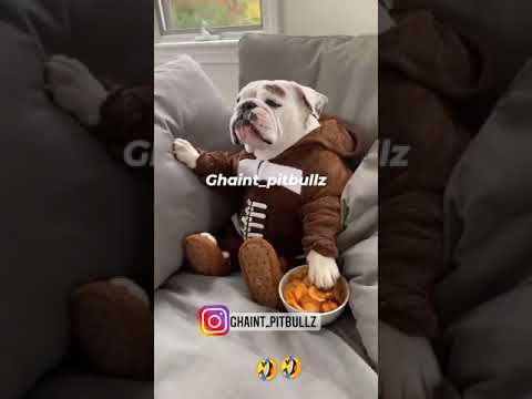 Amrish Puri dialogue pitbull #pitbull #dogs #memes #pitbulllover #petlover #