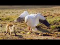 The Planet Earth Collection Part 2 BBC Earth