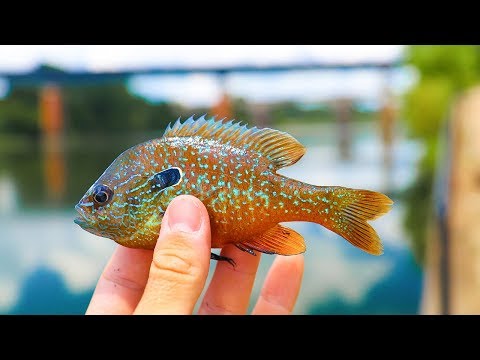 Micro Lure Challenge for Tropical fish!!! (Exotic)