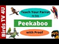 Teach Your Parrot to Say Peekaboo | Train Your Parrot to Talk | Talking Parrot #parakeet #parrot