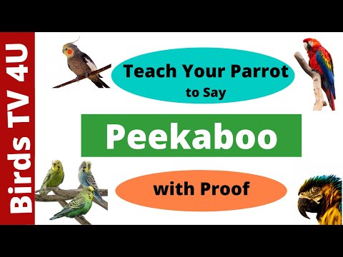 Teach Your Parrot to Say Peekaboo | Train Your Parrot to Talk | Talking Parrot 