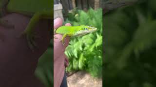 #green #lizard