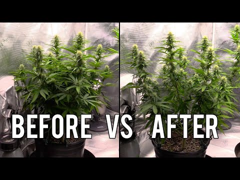Lollipopping, Defoliating & Topping Cannabis Plants!