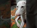Rugged Boy Love Dog Cute Trending Cutedogs Trendingshorts Shorts Viral