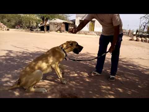 Dog training mahendra sing 9694231114