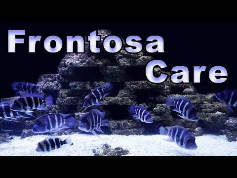 Frontosa cichlid care a chov — farebná veľká cichlida