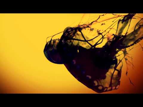 Federico Gandin - I Lost Myself Into The Light (short video teaser) - Opilec Music